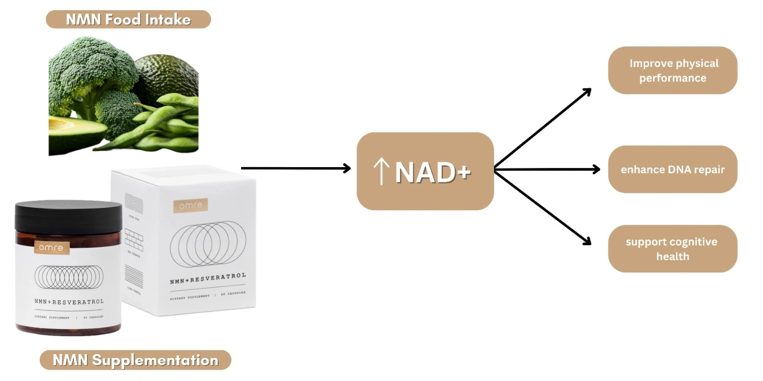 NMN Sources to NAD+