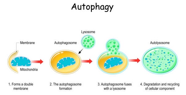 autophagy