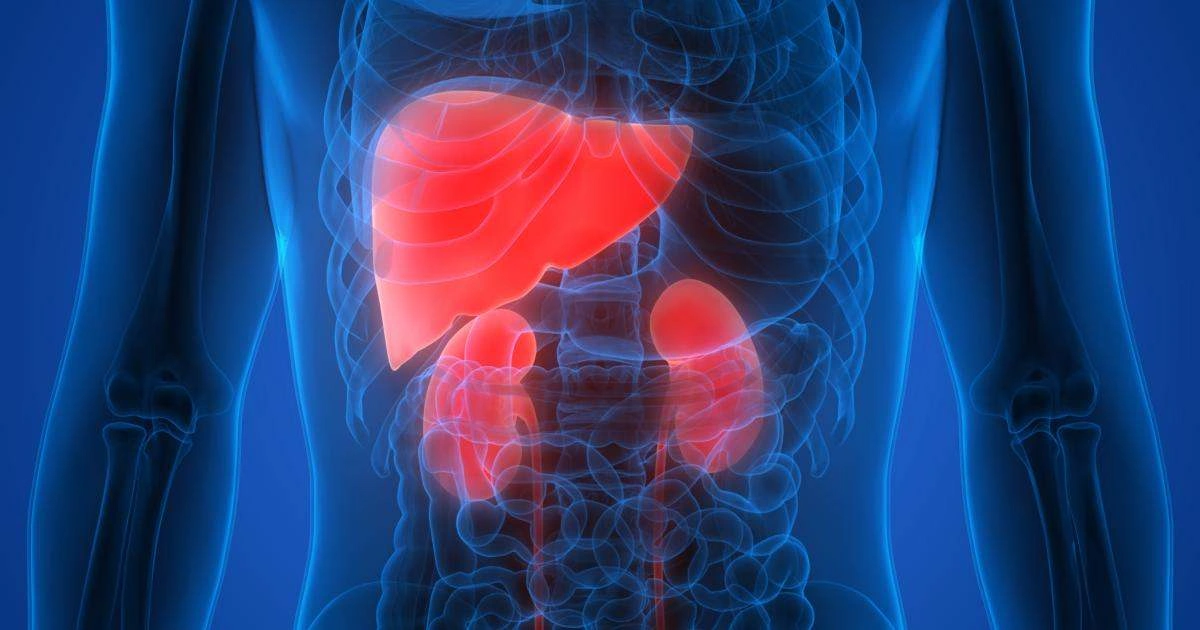 Liver and kidney detox