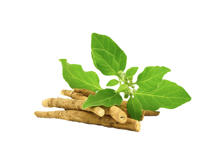 Bala Ashwagandhadi Baby Body Massage Oil