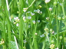 Image result for Crambe Abyssinica Seed Oil