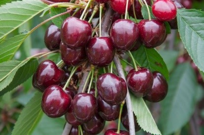 Image result for Prunus Avium (Sweet Cherry) Fruit Extract