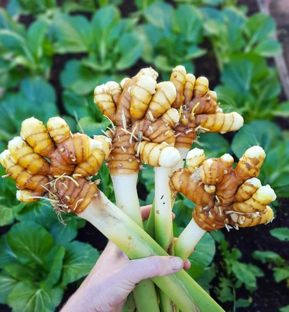 Curcuma longa source of Curcumin