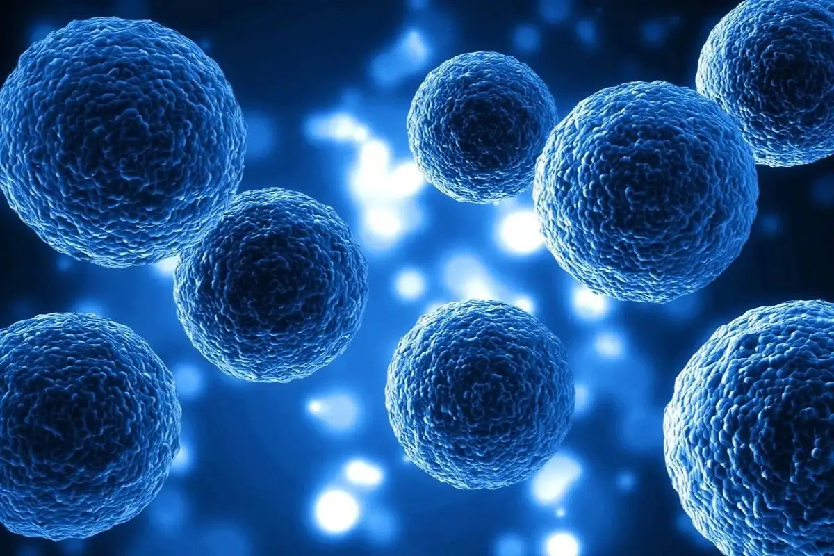 Can Fisetin and Quercetin Clear Senescent Cells?