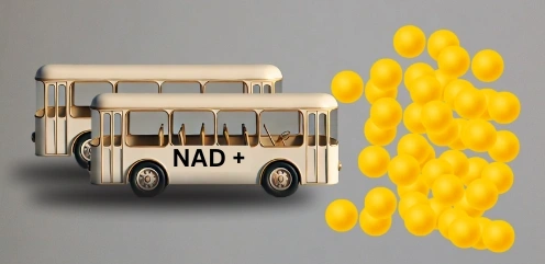 How Does NAD+ Become NADH