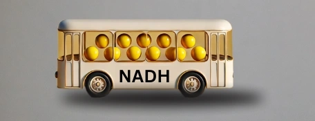 What is NADH