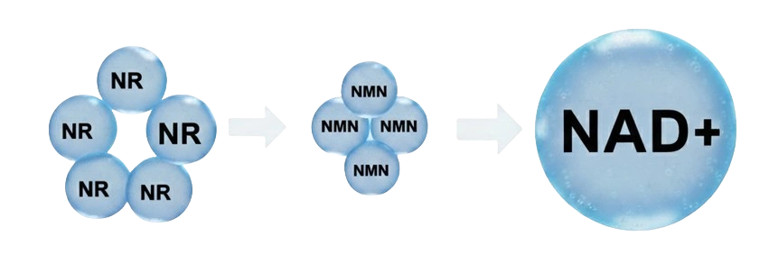 Why consider NMN and NR as a NAD booster?