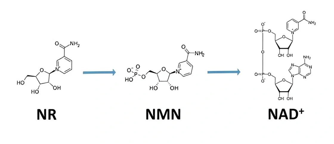 nicotinamide riboside benefits