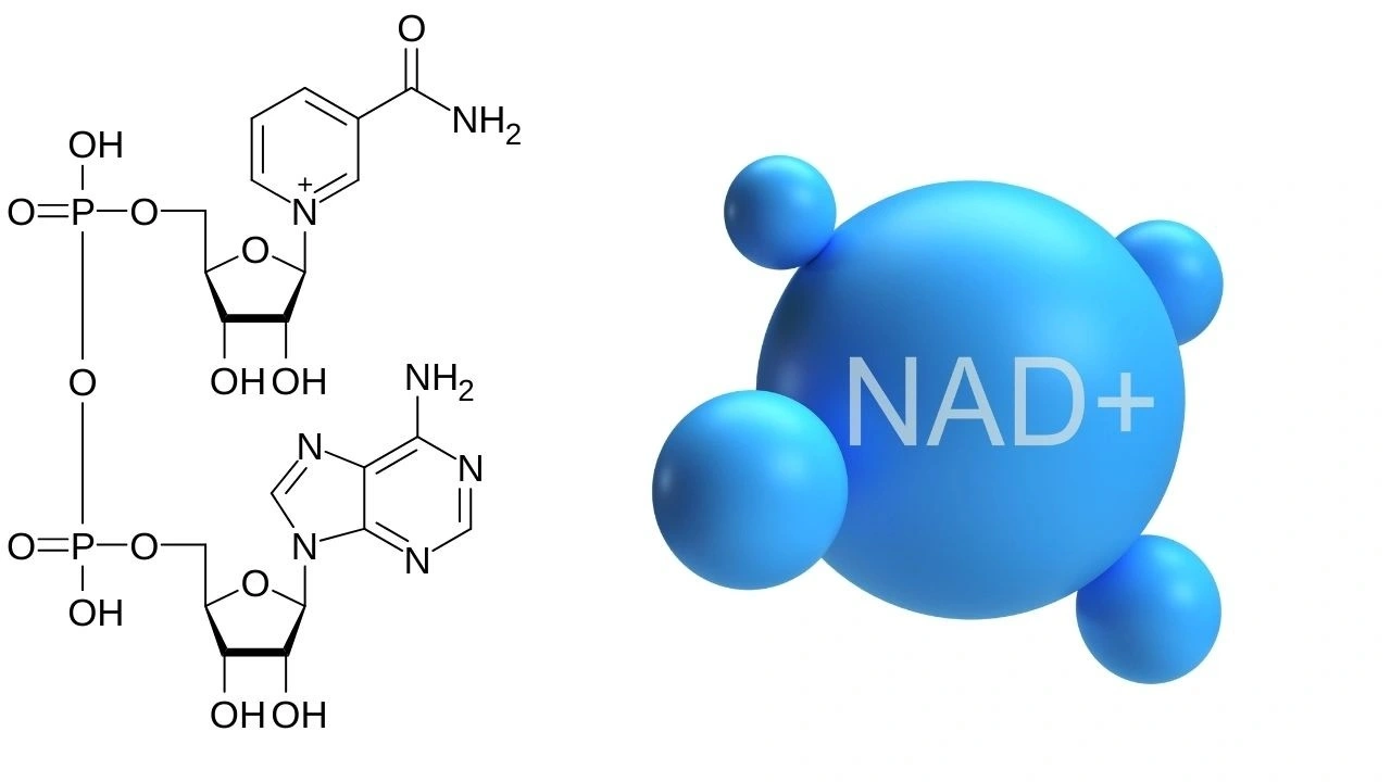 what role does nad play in cellular respiration