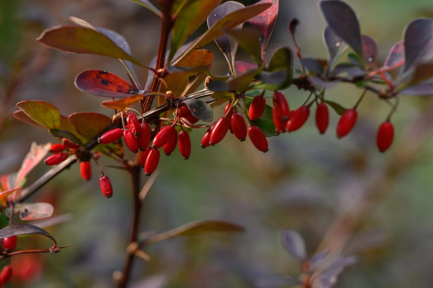 how to use berberine for weight loss