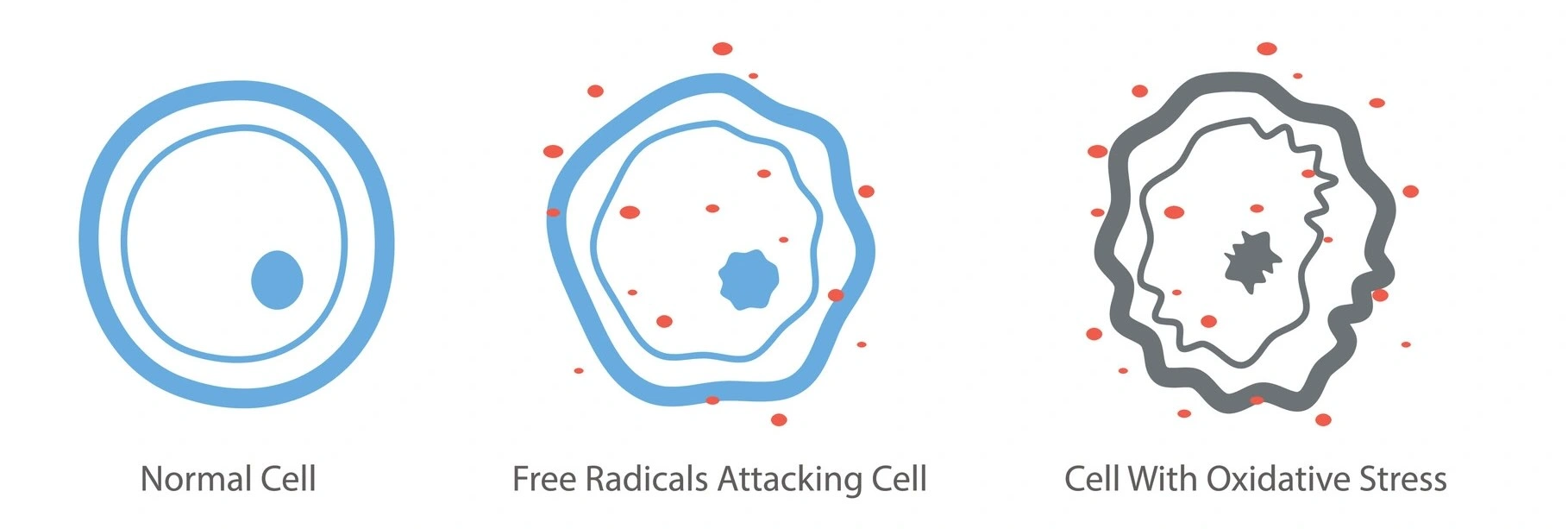 supplements for oxidative stress